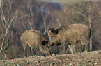 stehende Wildschweine
