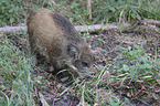 junges Wildschwein