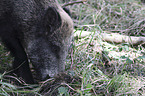 Wildschwein