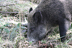 Wildschwein