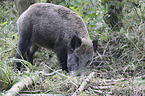 Wildschwein