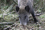 Wildschwein