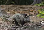 Wildschwein