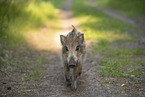 Wildschwein Frischling