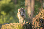 Wildschwein Frischling