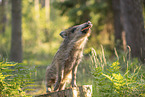 Wildschwein Frischling