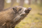 Wildschwein