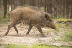 Wildschwein