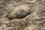 Wildschwein