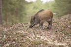 Wildschwein