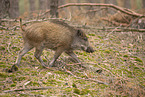 Wildschwein