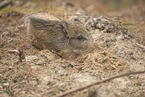 Wildschwein