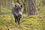 Wildschwein