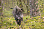 Wildschwein