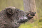 Wildschwein