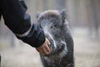 Wildschwein