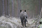 Wildschwein