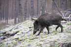 Wildschwein