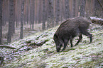 Wildschwein