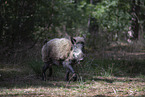 Wildschwein