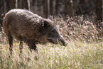 Wildschwein