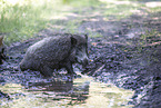 Wildschwein