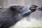 Wildschwein