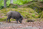 Wildschwein