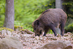 Wildschwein