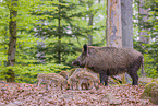 Wildschweine