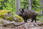 Wildschwein