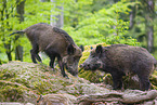 Wildschweine