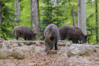 Wildschweine