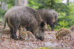 Wildschweine