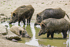 Wildschweine