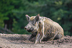 Wildschweine