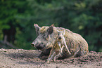 Wildschweine