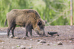 Wildschwein