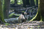 Wildschwein