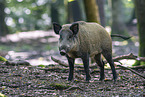 Wildschwein