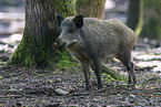 Wildschwein