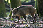 Wildschwein