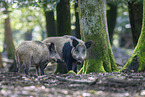 Wildschwein