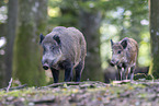 Wildschwein