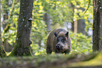 Wildschwein