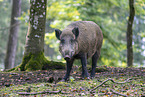 Wildschwein