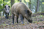 Wildschwein