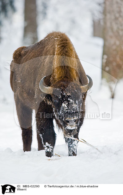 Wisent / MBS-02290