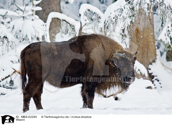 Wisent / Wisent / MBS-02294