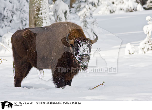 Wisent / MBS-02300